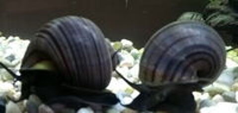   Escargot Ampularia, adapté aux aquariums d'eau douce. 
