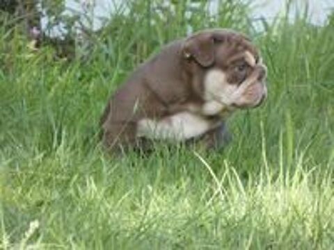   Chiot bulldog anglais exotique 