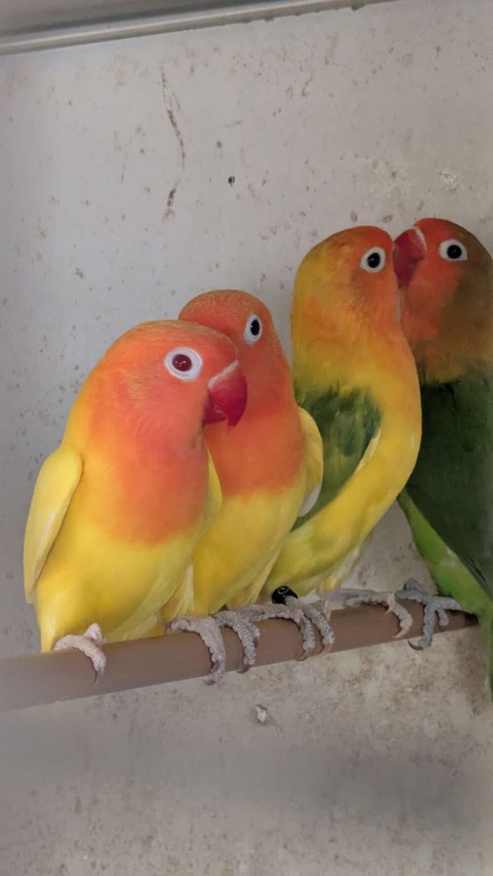   inseparables de fischer 