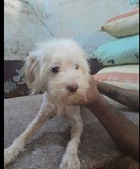   COCO MLE NON CASTR 2ANS1/2 A SAUVER D'GYPTE ADOPTION SEULEMENT  
