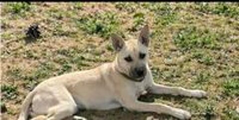   Albane chiot femelle cherche famille serieuse 