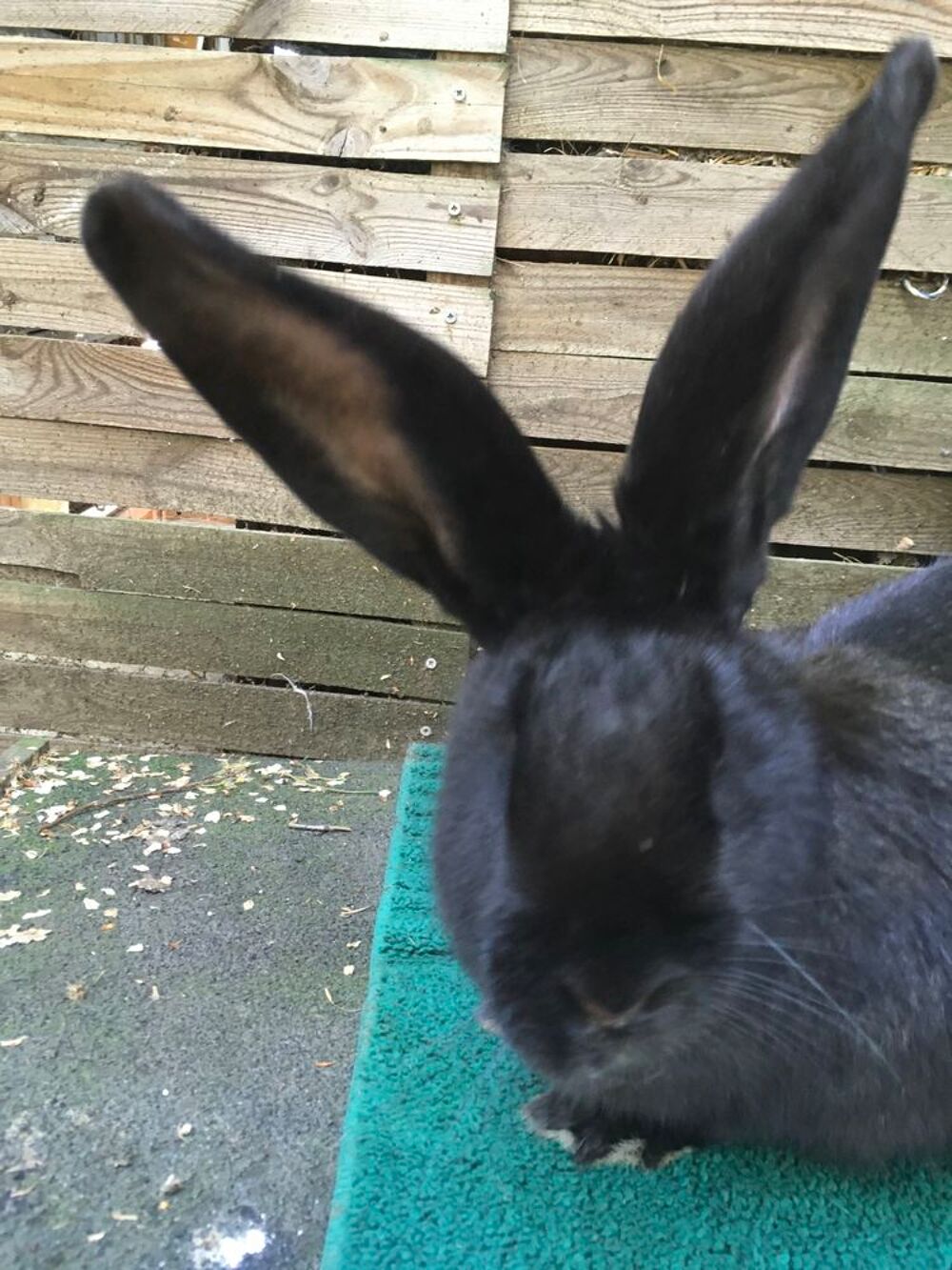   Lapine Géante  