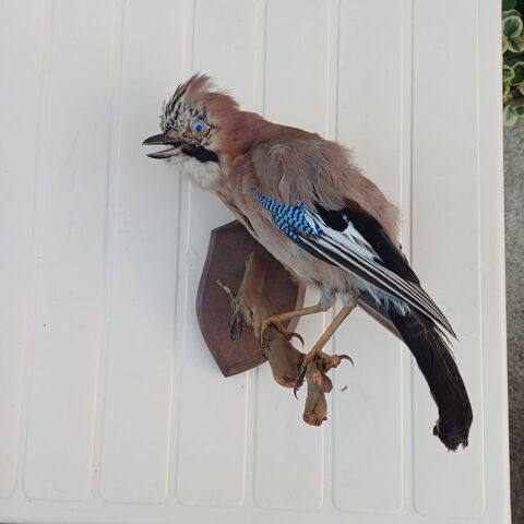 taxidermie oiseau geai 40 Rethel (08)