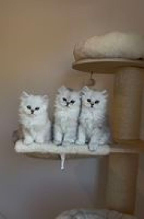   Superbe chaton persan chinchilla . 
