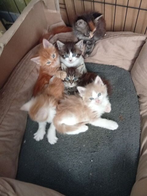 CHATONS  MAINE COON 750 77120 Chailly-en-brie