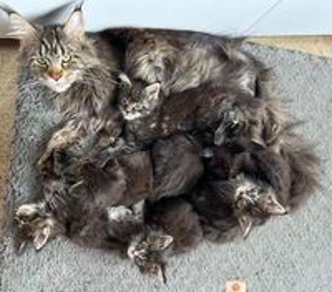   Chatons Maine Coon LOOF 