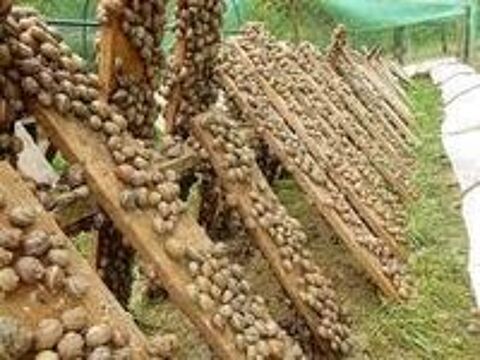   Recherche un emploi héliciculture 