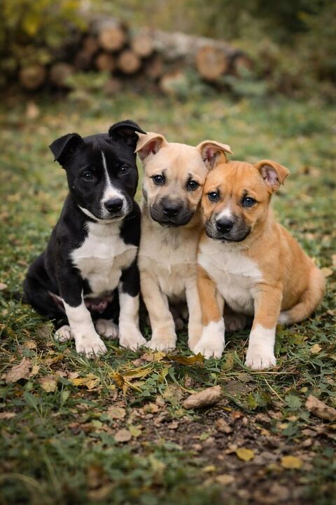 Chiots cherchent familles serieuses pour adoption 300 11000 Carcassonne