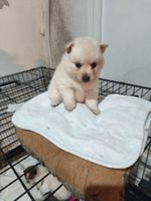  Magnifique spitz  