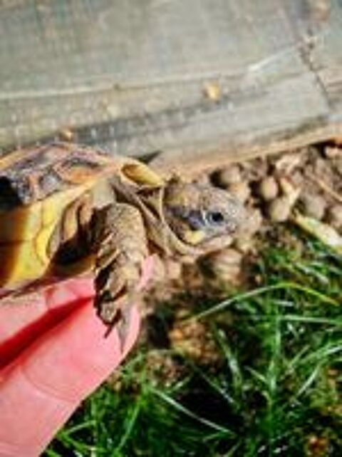   Tortue de terre juveniles 