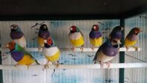   oiseaux exotiques diamants  