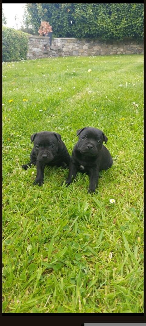 A r&eacute;server 2  chiots staffie LOFES 1200 59620 Leval