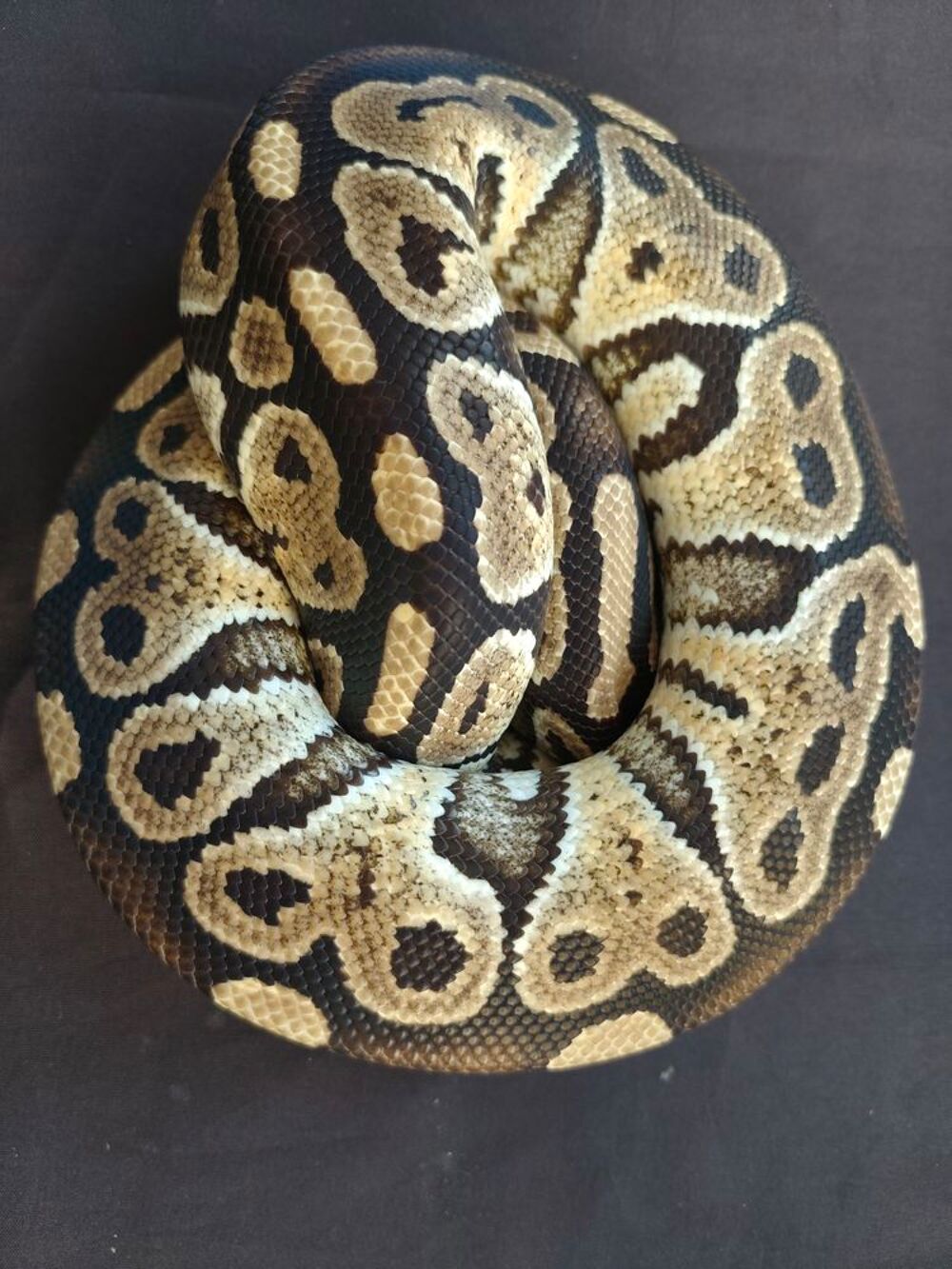   Python royal mâle mocha 