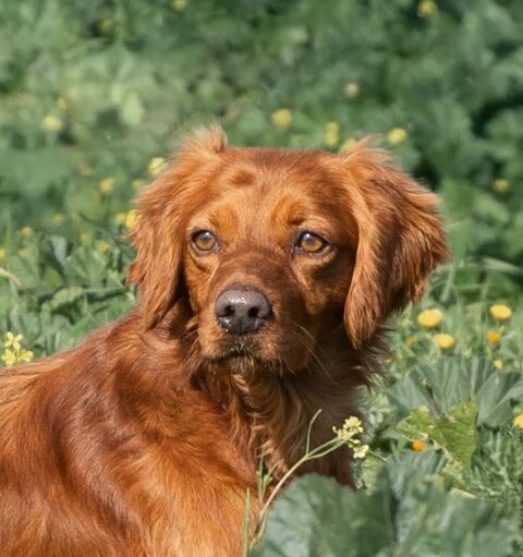 NESSI 320 27620 Gasny