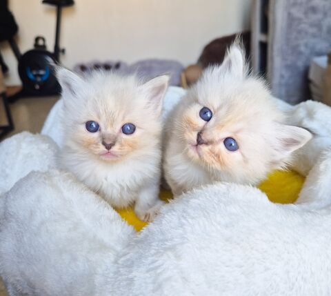 Magnifiques chatons sacré de Birmanie LOOF 1400 83300 Draguignan