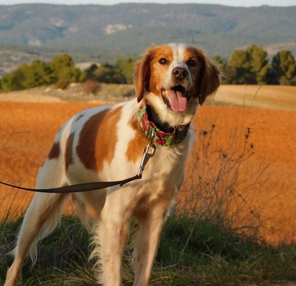   Ujol, un chien facile, joyeux et plein d'nergie  