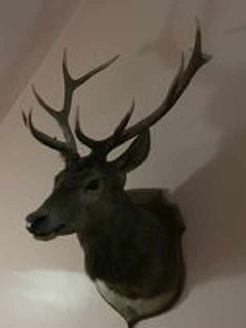   T�te de cerf naturalis�  