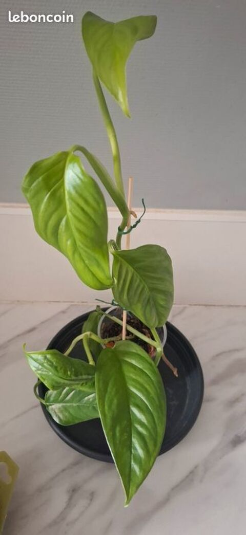 Monstera obliqua filamentous bouture 54 9.5 Clermont-Ferrand (63)