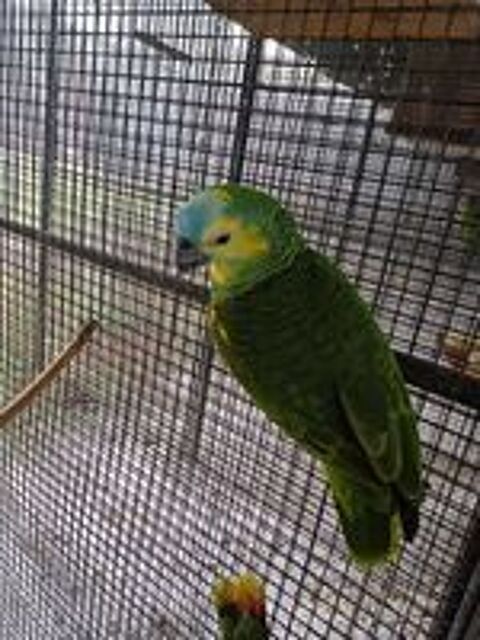   amazone a front bleu 