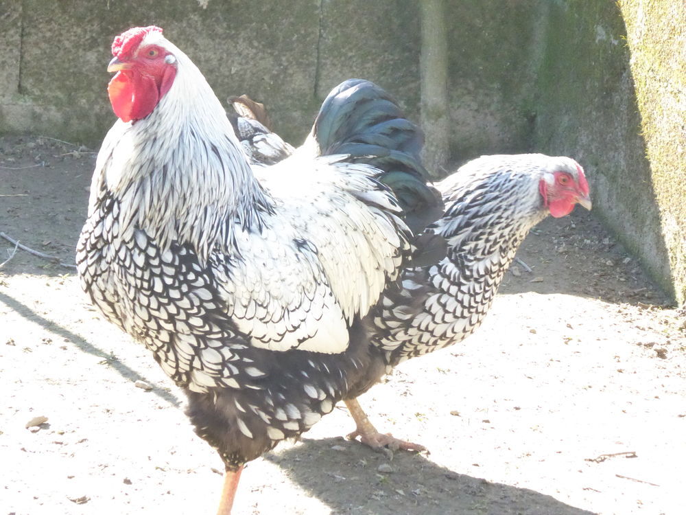   coq et poule vyandotte pur race 