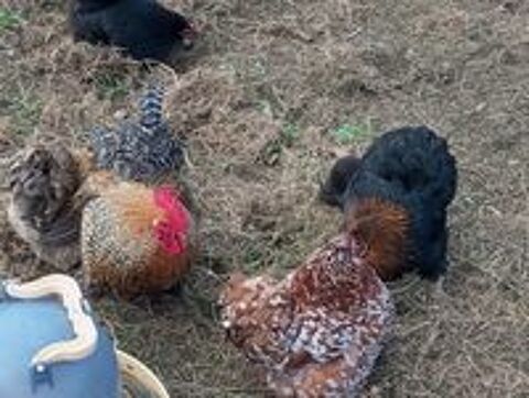   oeufs de pékin (poules naines ) 