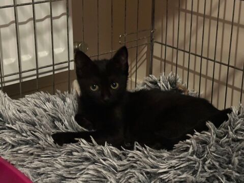 chaton m&acirc;le noir 3 mois 0 93300 Aubervilliers