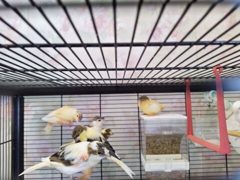 Canaris divers 25 42120 Le coteau