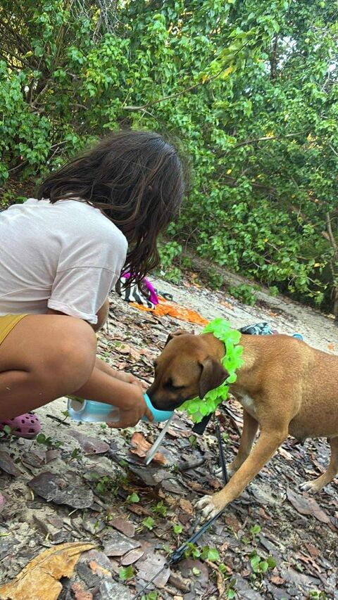 Soly, femelle X croiser berger, n&eacute;e le 01/05/2024 380 77000 Livry-sur-seine