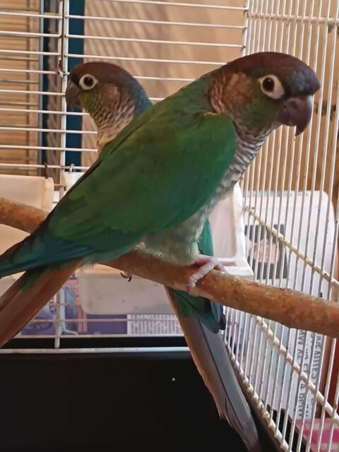 Réservation Conure Pyrrhuras 250 83110 Sanary-sur-mer
