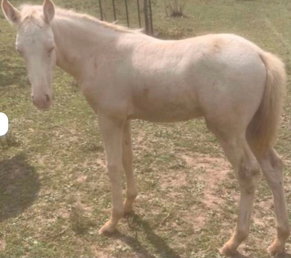   PIKHASSO
Nè en 2025 cheval CRÈME FRANÇAIS  