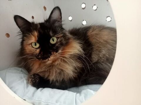 Chat BELLA &agrave; l adoption 220 26000 Valence