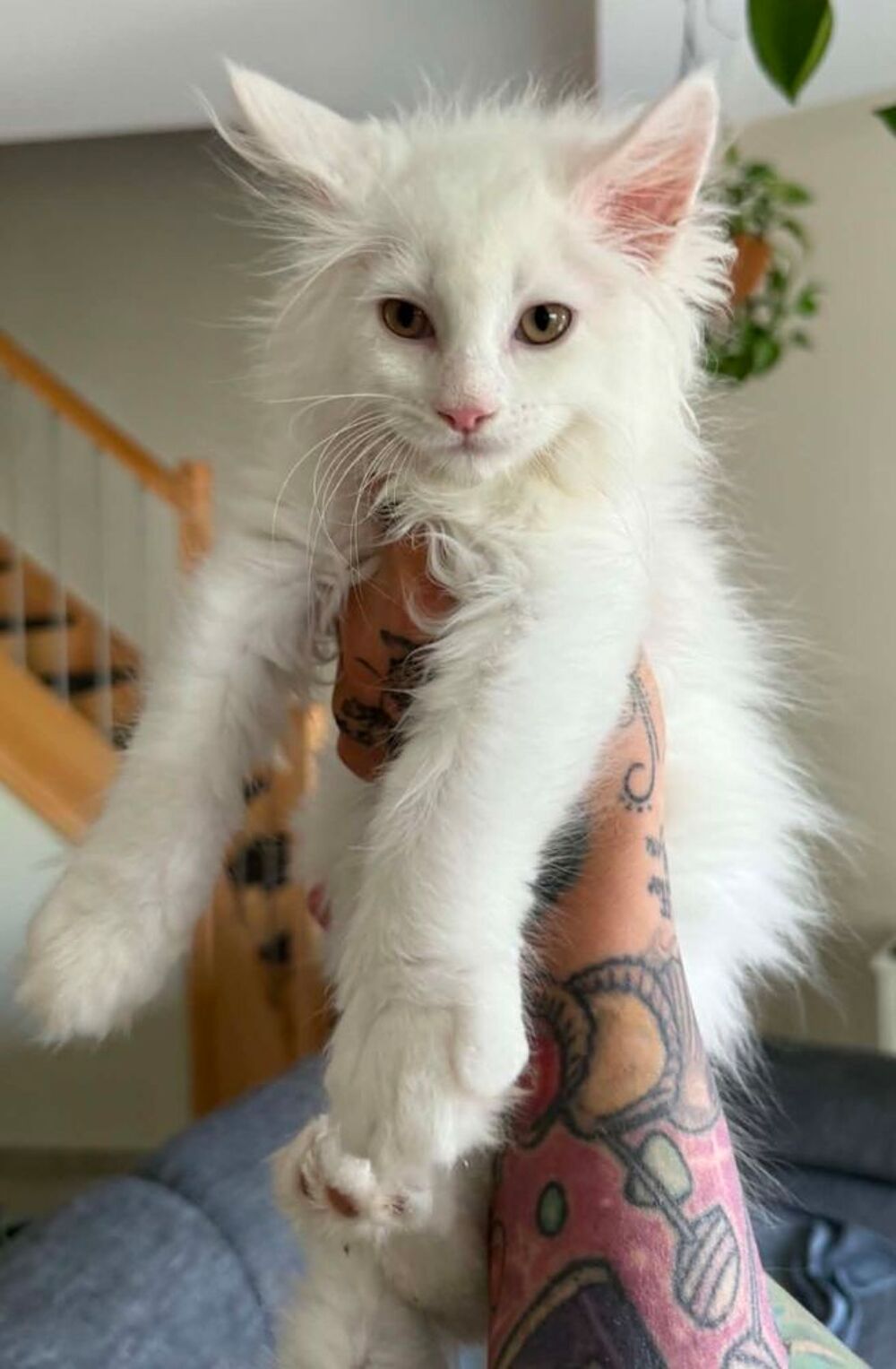   Magnifique chatons Maine Coon polydactiles pp à réserver  