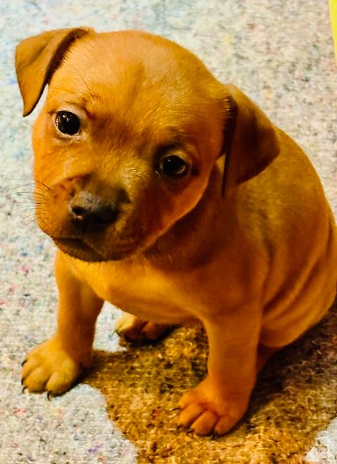 Chiots Staffie 1200 53210 Louvign�