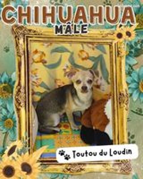   Chiot chihuahua mâle poils courts 