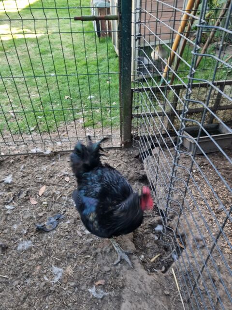 Coq sussex  et coq brahma crois Wyandotte 80880 Saint-quentin-la-motte-croix-au-bailly