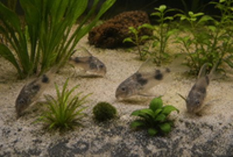   Corydoras paleatus 