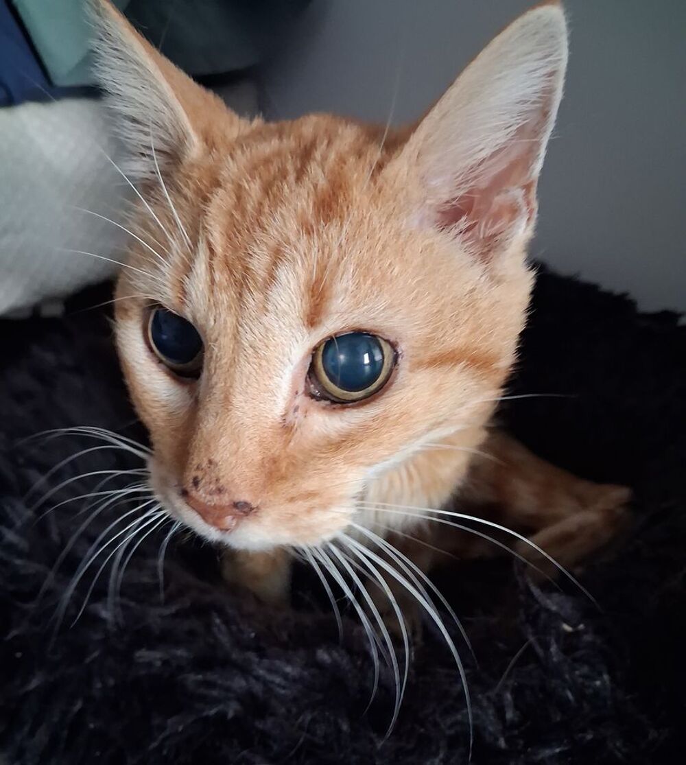   BEN, chat roux 15 ans aveugle, SAUVETAGE 