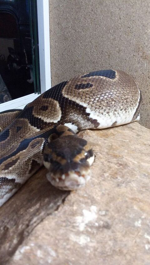Serpents et terrarium 90 44350 Gurande