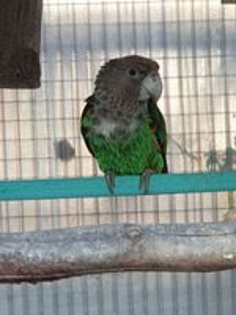   perroquet poicephalus fuscicolis 