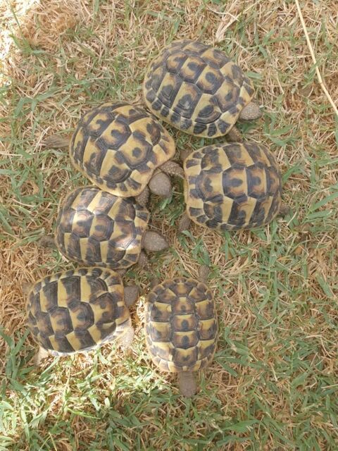 Tortue de terre 2 ans 50 34560 Montbazin