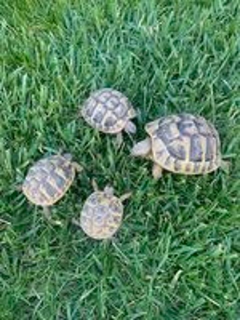   Tortue de terre juvénile 
