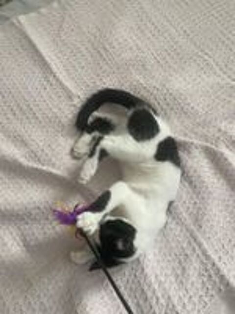   Arthur un amour de chaton 