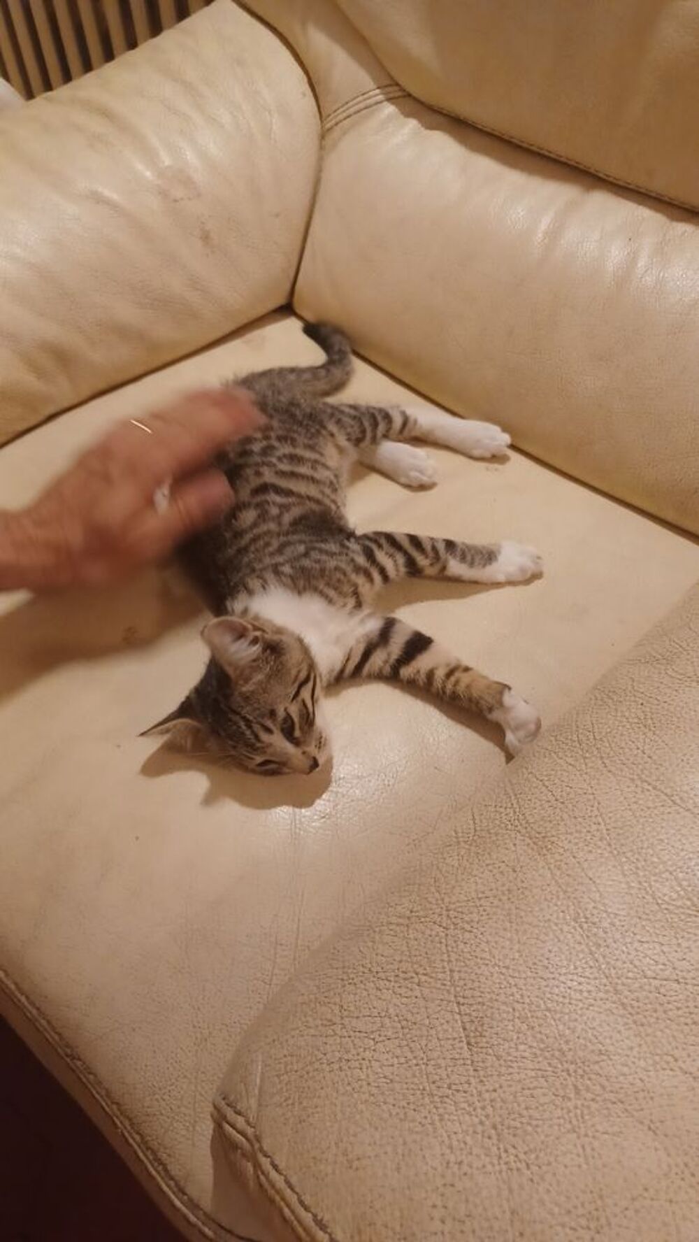   Donne chaton mâle de trois mois à une famille aimante 