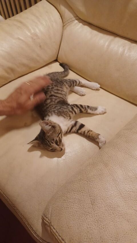 Donne chaton m&acirc;le de trois mois &agrave; une famille aimante 0 83136 Forcalqueiret