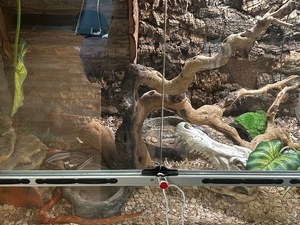   terrarium complet 