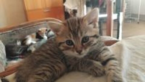   Donne 5 petits chatons  