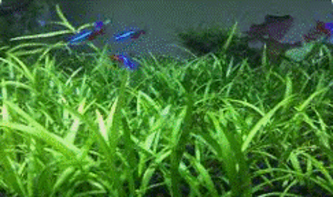 sagitaire (sagitarria subulata)
plante aquarium d eau douce 69380 Les chres