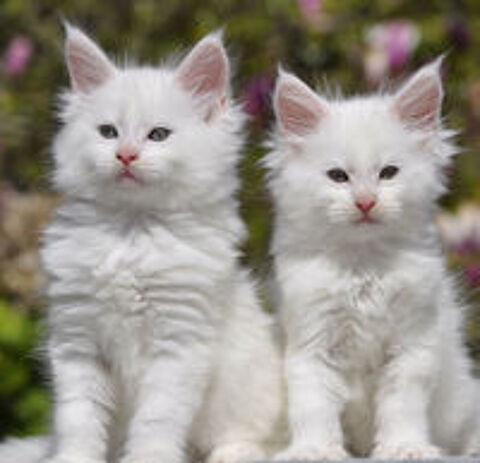   Adorables chatons Maine Coon LOOF à réserver 