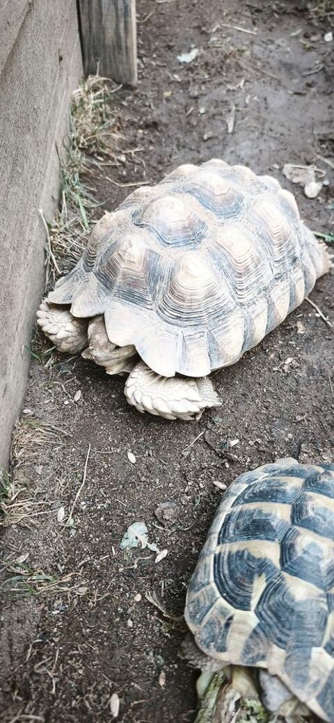 Tortue sulcata m&acirc;le 300 45600 Villemurlin