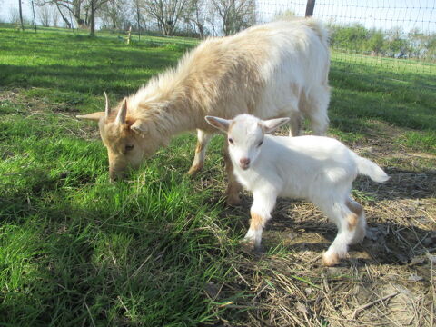 jeune couple de ch&egrave;vre naine, poils longs 100 18340 Levet